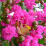 Lagerstroemia indica.png